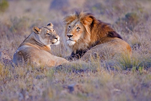 A lion Couple sitting in the grass